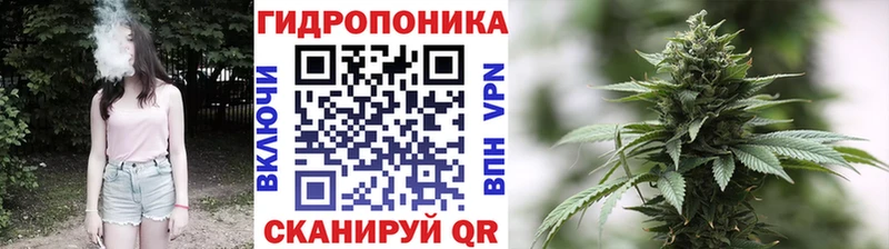 Каннабис семена  Покачи 